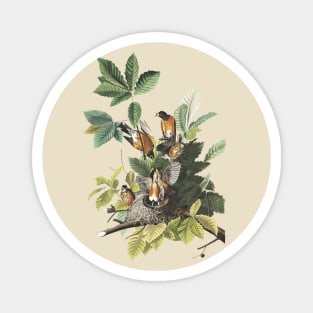 Audubon American Robin Magnet